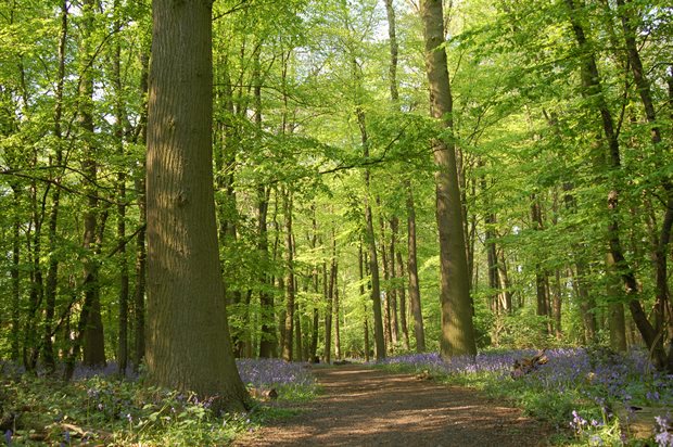 Trees in Claypit Hills Wood_Great Ashby NHDC_CREDIT to Hertfordshire County Council CRoW